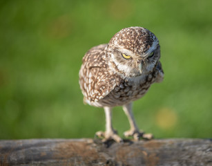 Burrowing Owl