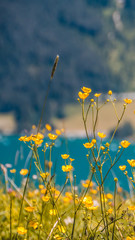 Smartphone HD wallpaper of beautiful alpine view at the Achensee - Pertisau - Tyrol - Austria