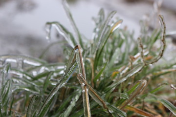 Icy rain turned grass into crystal