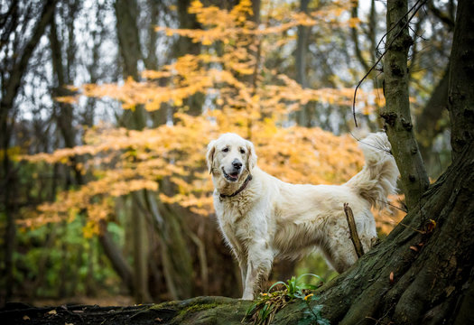 The Golden Retriever