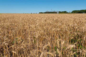 Campo con trigo