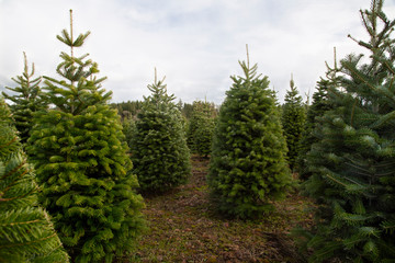 Isolated Close and Distant View of Staggered Douglas Fir Christmas Trees, Spring, Rich Soil, Clouded Pale Blue Sky, Daytime - Willamette Valley, Oregon
