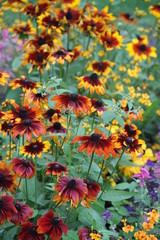 Flores