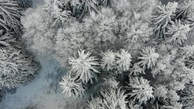 Aerial view of the forest at winter. The trees are covered with snow.