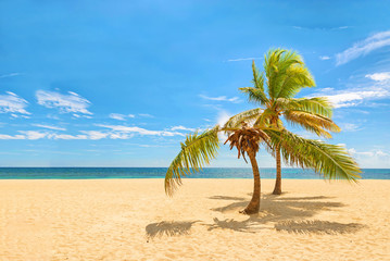 Palm trees in a tropical beach with blue sky , sea and sand on the background.