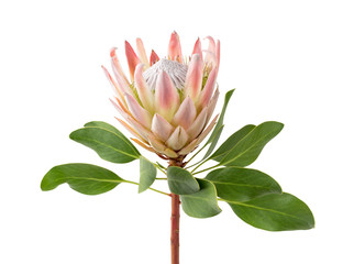 close up of a beautiful tropical king protea flower (protea cynaroides) isolated over a white background