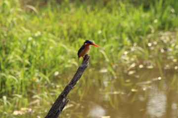 Kingfisher waiting on a branch