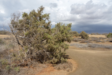 Fototapeta na wymiar Sand dunes in Maspalomas