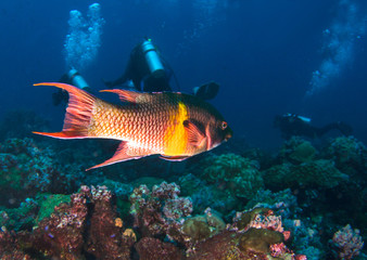 Fototapeta na wymiar Mexican Hogfish /Bodianus Diplotaenia/ swims among reef. 