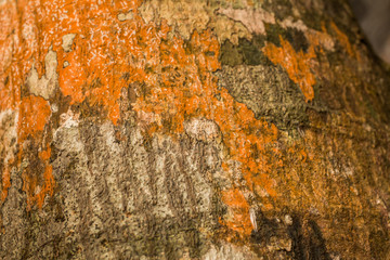 Wood bark background from Phuket island beach Thailand