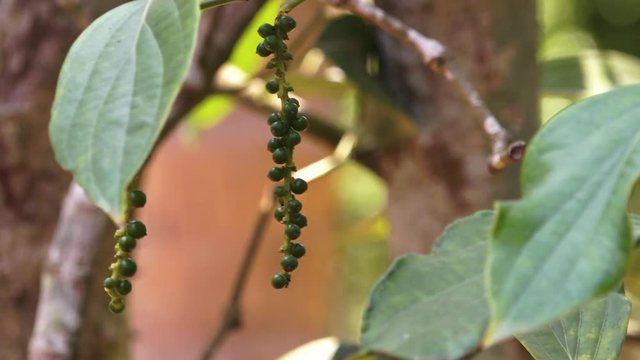 A medium tilting shot of a peppercorn tree in Kerala India.