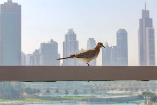 Bird In A City Next To Skyscraper Buildings And Towers. Pretty Bird Sitting On A Steel And Glass Railing Looking At Contemporary Modern City.