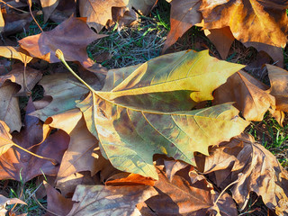 Herbst am Jägersburger Brückweiher bei Homburg – Jägersburger Weiher - Buntes Laub in der...