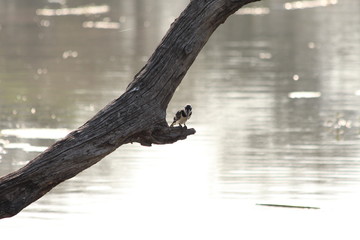 Kingfisher waiting on a branch