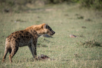 Hyena