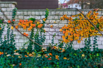 Sch&auml;den durch Efeu