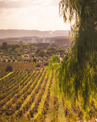 Portugal Vineyard