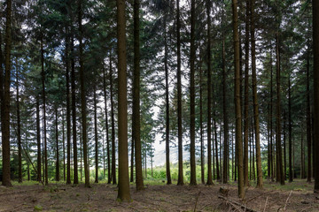 Fototapeta premium path in the forest