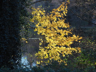 Herbst am Jägersburger Brückweiher bei Homburg – Jägersburger Weiher - Buntes Laub in der Herbstsonne
