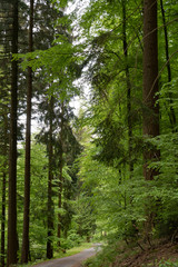 Fototapeta premium trees in the forest