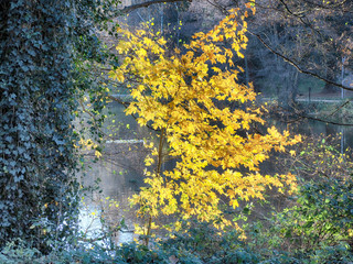 Herbst am Jägersburger Brückweiher bei Homburg – Jägersburge
r Weiher - Buntes Laub in der...