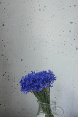 minimalistic still life with cornflowers in glass jug on white rustic wooden background