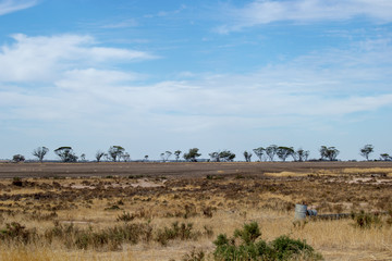 Naklejka na ściany i meble Arid and desertic landscape of australia outback
