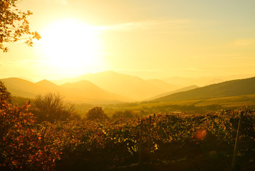 Fototapeta na wymiar Fields of vineyards in the golden light of the setting sun