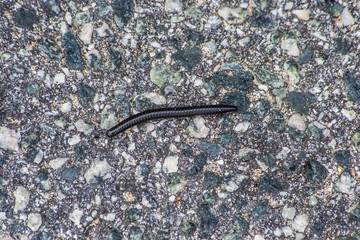 centipede insect on the concret