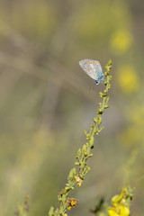 Lycaenidae / Çokgözlü Mavi / / Polyommatus icarus