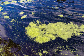Beautifull texture of tinny plants on the water