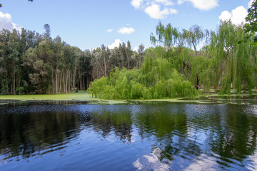 Obraz premium Landscape of Hide park beautifull trees and color