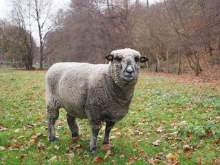 Das Shropshire-Schaf ist eine alte Hausschafrasse - The Shropshire sheep is an old domestic sheep breed