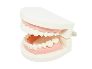 dental teeth model isolated on white