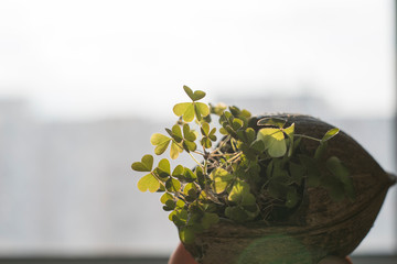Clover growing in a coconut shell No. 3