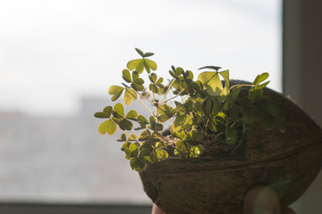 Clover growing in a coconut shell No. 2