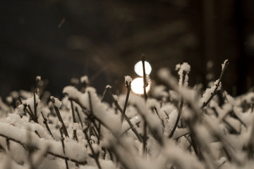 Bare bush branches covered in snow with street lights in the background No. 2