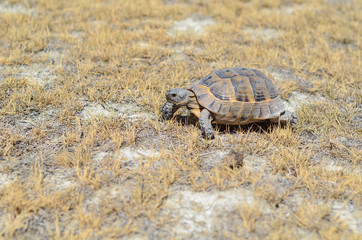 A turtle on dry grass in summer at Turkey