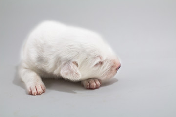 Fototapeta na wymiar Cute puppies, white background, dog breed Bang Kaew Thai dog.