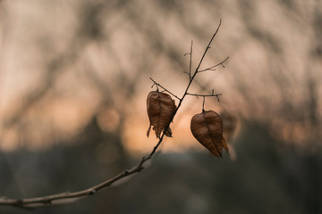 Golden Rain seed pods on bare branched tree with sunset in the background
