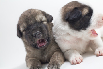 Fototapeta premium Cute puppies, white background, dog breed Bang Kaew Thai dog.