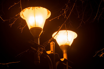 Orange street lamps at night with bare tree branches in front
