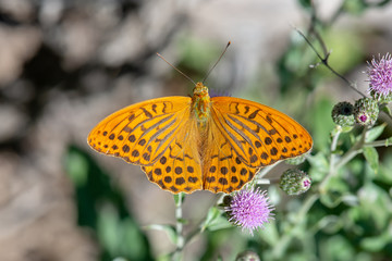 Nymphalidae / Cengaver / / Argynnis paphia