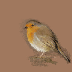 Drawing of Robin in sunlight. Erithacus rubecula - 234351506