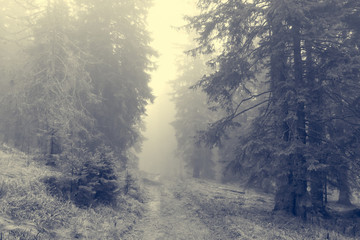 Fototapeta na wymiar Spooky forest path surrounded and engulfed in mist.