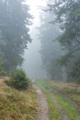 Fototapeta na wymiar Spooky forest path surrounded and engulfed in mist.