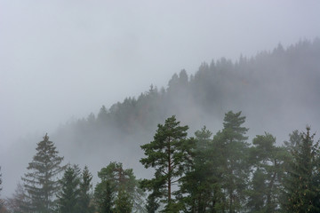 Morning mists raising above pine tree forest.
