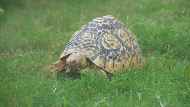 Radiated tortoise eating grass in the national park.