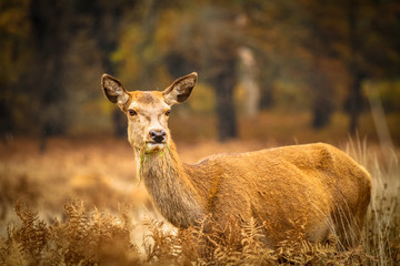 Deer in richmond park