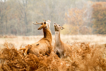 Deer in richmond park